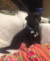 Woodrow - ADOPTED 01.18.14