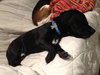 Woodrow - ADOPTED 01.18.14
