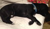 Woodrow - ADOPTED 01.18.14