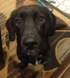 Woodrow - ADOPTED 01.18.14
