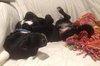 Woodrow - ADOPTED 01.18.14