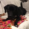 Woodrow - ADOPTED 01.18.14
