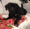 Woodrow - ADOPTED 01.18.14