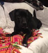 Woodrow - ADOPTED 01.18.14