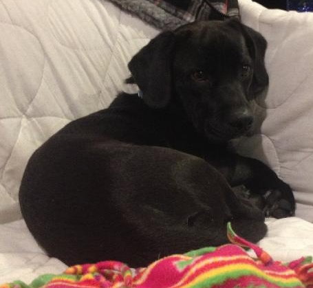 Woodrow - ADOPTED 01.18.14