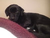 Woodrow - ADOPTED 01.18.14