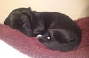 Woodrow - ADOPTED 01.18.14