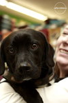 Woodrow - ADOPTED 01.18.14