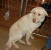 Blanche-ADOPTED 12.22.13