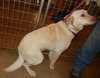 Blanche-ADOPTED 12.22.13