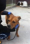 Momma Cass - ADOPTED 03.12.14