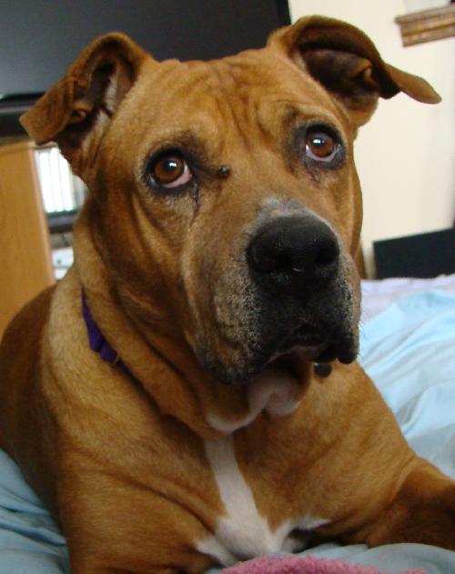 Momma Cass - ADOPTED 03.12.14
