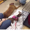 Momma Cass - ADOPTED 03.12.14