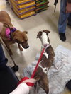 Momma Cass - ADOPTED 03.12.14