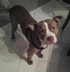 Rudolph - ADOPTED 02.01.14