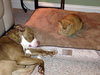 Rudolph - ADOPTED 02.01.14