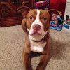 Rudolph - ADOPTED 02.01.14