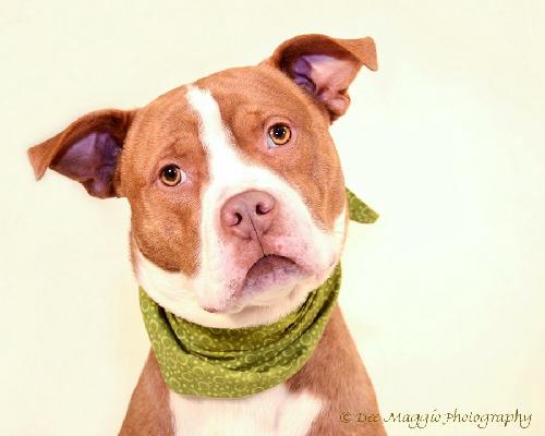 Rudolph - ADOPTED 02.01.14