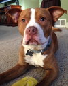 Rudolph - ADOPTED 02.01.14