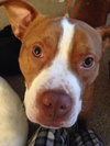 Rudolph - ADOPTED 02.01.14
