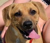 Streak - ADOPTED 02.02.14
