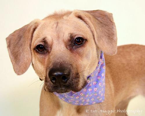 Streak - ADOPTED 02.02.14
