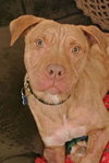 Rufus-ADOPTED 02.21.14