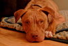 Rufus-ADOPTED 02.21.14