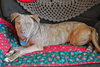 Rufus-ADOPTED 02.21.14