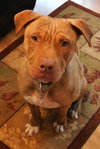 Rufus-ADOPTED 02.21.14