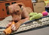 Rufus-ADOPTED 02.21.14