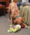 Rufus-ADOPTED 02.21.14