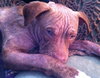 Rufus-ADOPTED 02.21.14