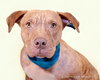 Rufus-ADOPTED 02.21.14