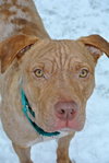 Rufus-ADOPTED 02.21.14