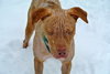 Rufus-ADOPTED 02.21.14