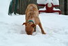Rufus-ADOPTED 02.21.14