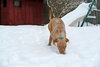 Rufus-ADOPTED 02.21.14