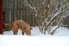 Rufus-ADOPTED 02.21.14