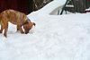 Rufus-ADOPTED 02.21.14