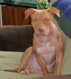 Rufus-ADOPTED 02.21.14