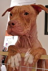 Rufus-ADOPTED 02.21.14