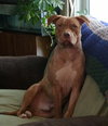 Rufus-ADOPTED 02.21.14