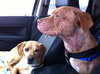 Rufus-ADOPTED 02.21.14