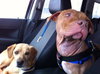 Rufus-ADOPTED 02.21.14