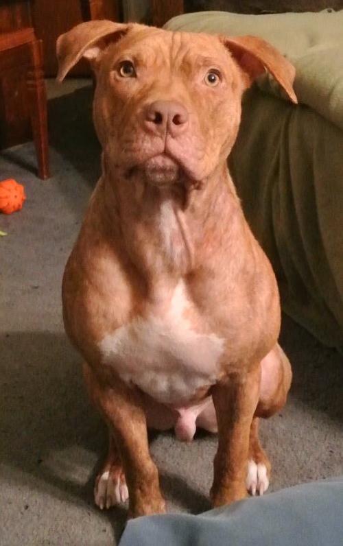 Rufus-ADOPTED 02.21.14