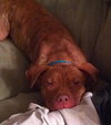 Rufus-ADOPTED 02.21.14
