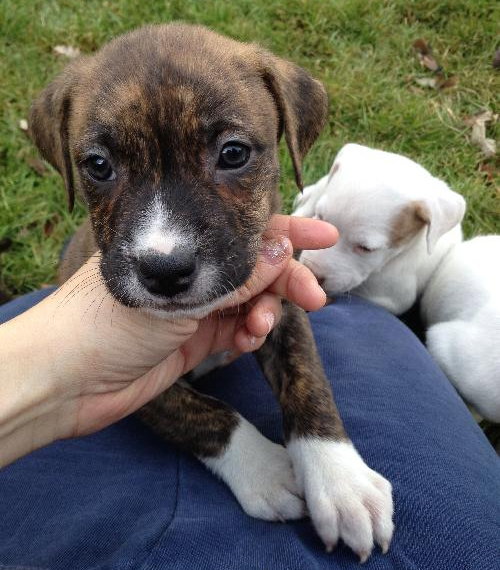 Pj Litter Rebbie - ADOPTED 12.21.13