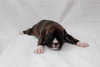Pj Litter Rebbie - ADOPTED 12.21.13