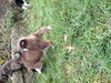 Pj Litter Rebbie - ADOPTED 12.21.13